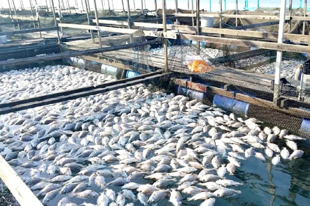 Fish Business Idea : इस गांव के आदमी ने घर पर मछली पालकर कमाए 2 लाख रुपये, जानें सफलता की कहानी