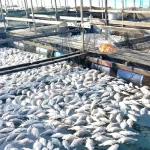 Fish Business Idea : इस गांव के आदमी ने घर पर मछली पालकर कमाए 2 लाख रुपये, जानें सफलता की कहानी